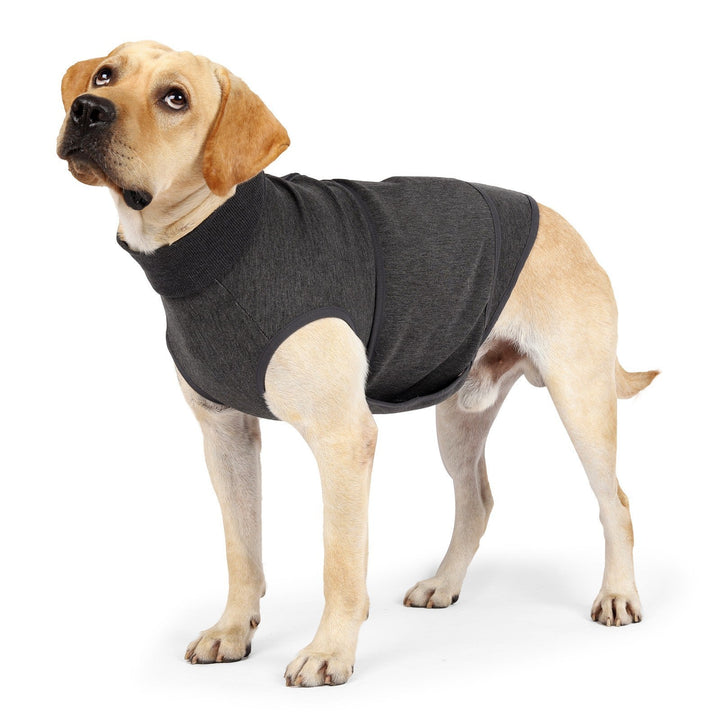 Comfort and Style for Your Furry Friends