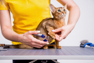Importance of Proper Pet Grooming Every Day