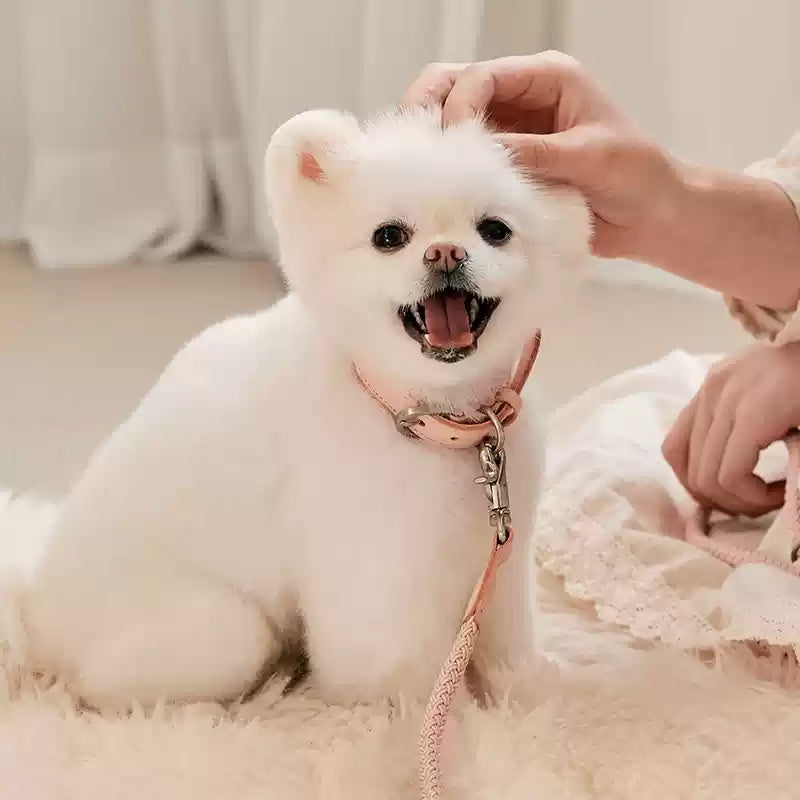 Pet Leather Handheld Collar Style Walking Leash