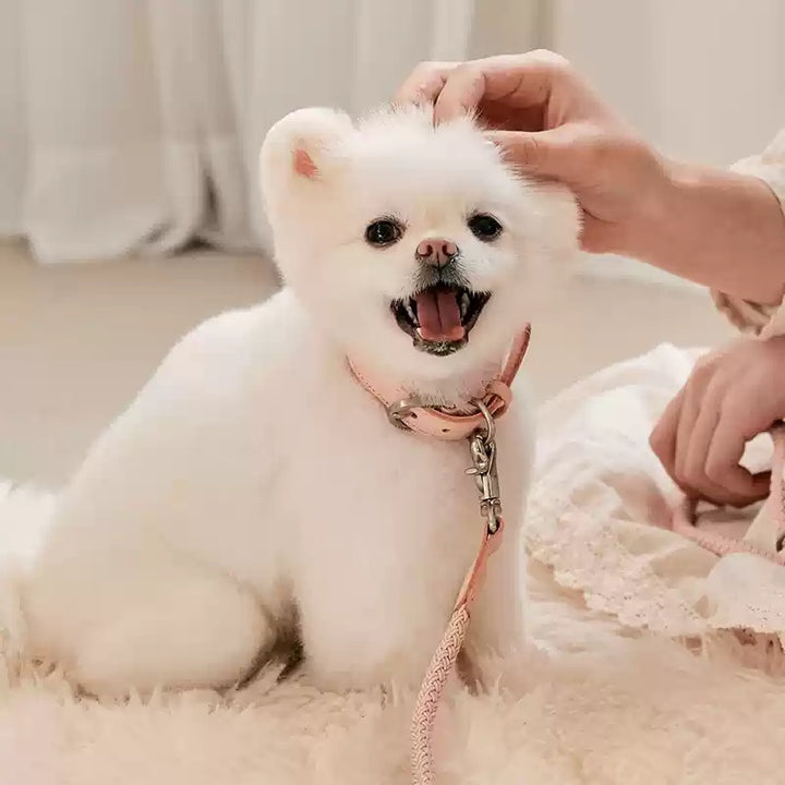 Pet Leather Handheld Collar Style Walking Leash