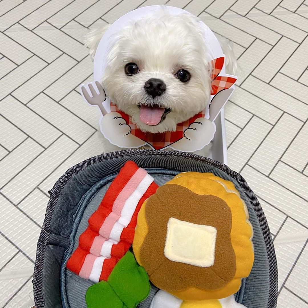 Pet Hide Food Puzzle Treat Dispensing Interactive Toy