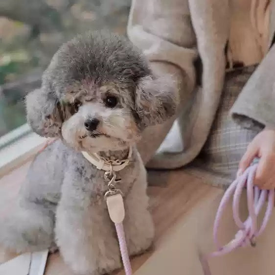 Pet Leather Handheld Collar Style Walking Leash