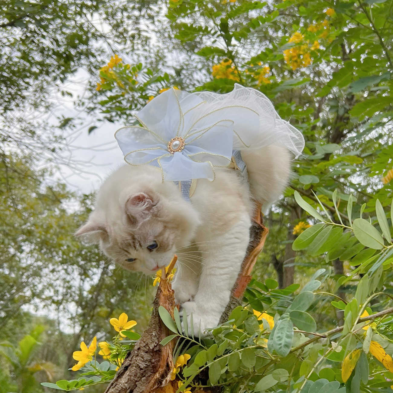 Pet Multi Layer Yarn Universal Walking Leash